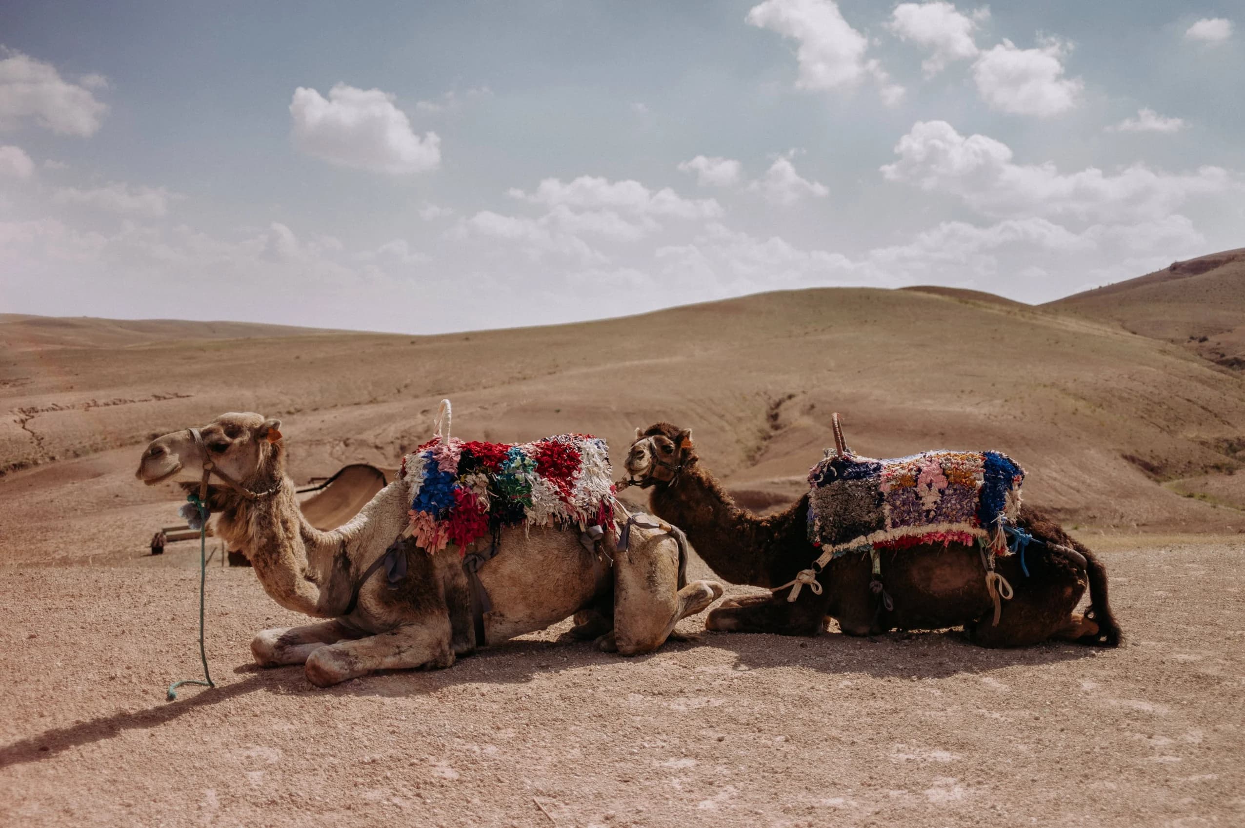 Two camels wearing colorful traditional blankets kneeling in the Agafay Desert